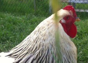 brahma2xsito