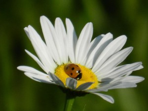 coccinellasitok